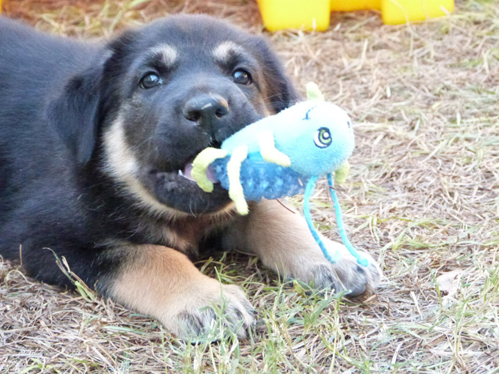 chinook dog